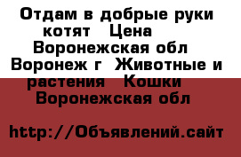 Отдам в добрые руки котят › Цена ­ 1 - Воронежская обл., Воронеж г. Животные и растения » Кошки   . Воронежская обл.